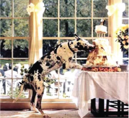 Grooms Best Friend Dog Wedding Cake
